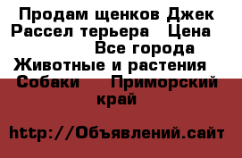 Продам щенков Джек Рассел терьера › Цена ­ 25 000 - Все города Животные и растения » Собаки   . Приморский край